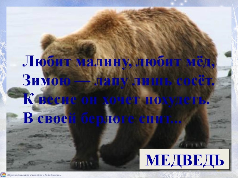 Любит малину, любит мёд, Зимою — лапу лишь сосёт. К весне он хочет похудеть.